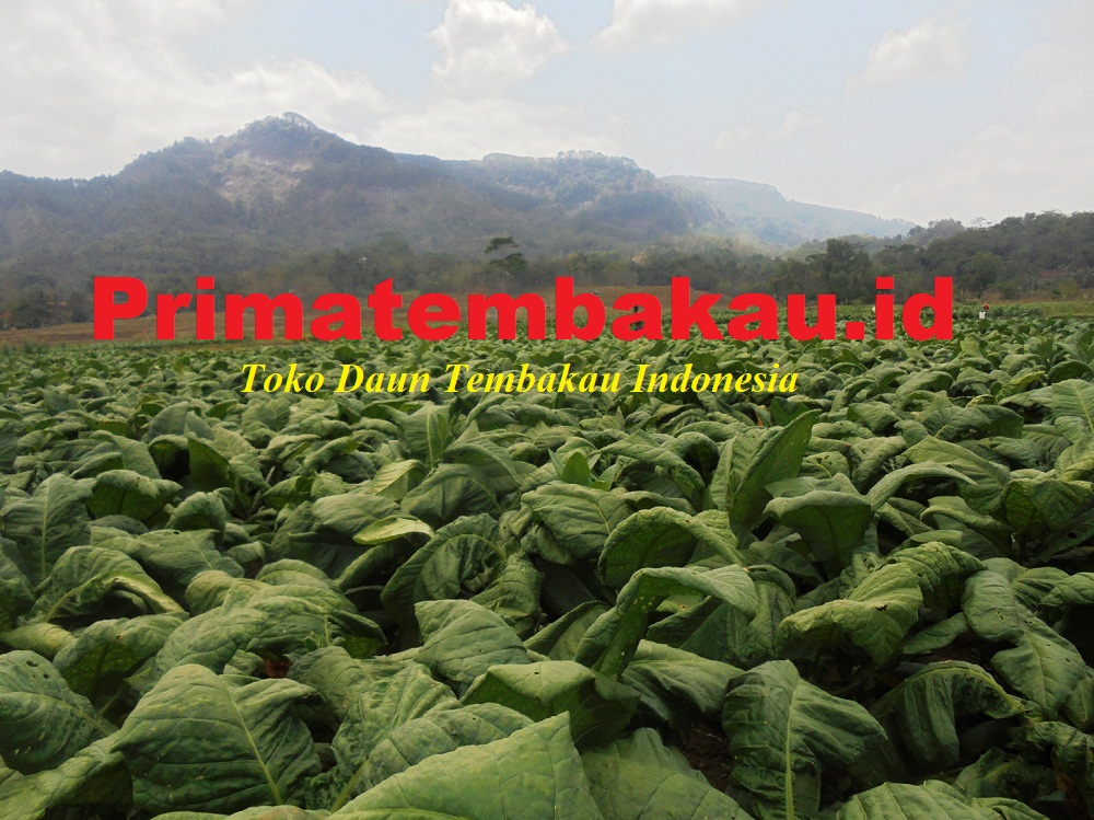 Perkebunan daun tembakau Indonesia Prima Tembakau
