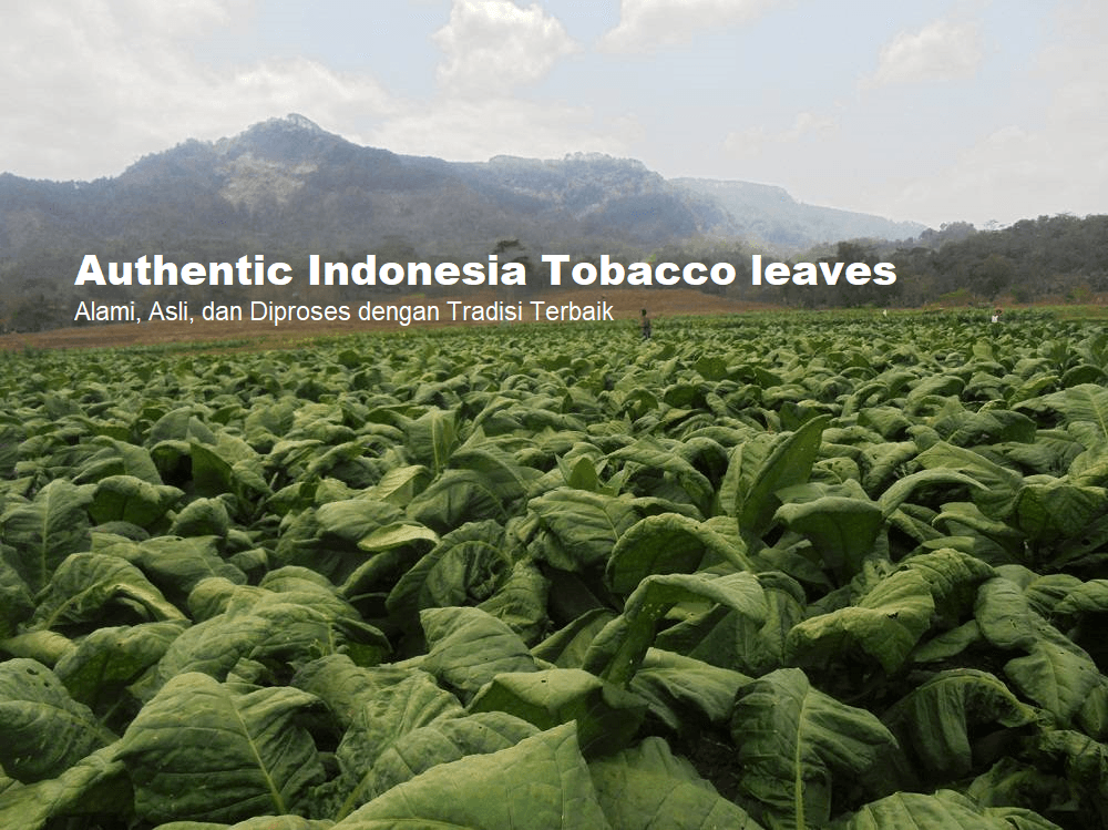 Perkebunan daun tembakau Indonesia Prima Tembakau